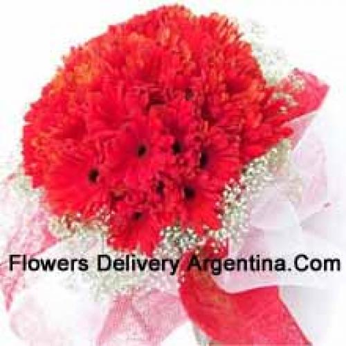 Cute 37 Red Gerberas